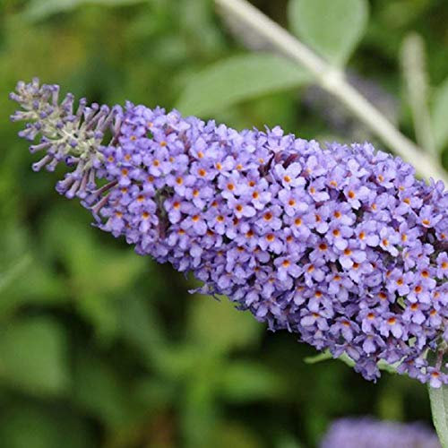 Buddleja 'Lochinch'- Arbre aux papillons 'Lochinch' 40-60 cm en conteneur