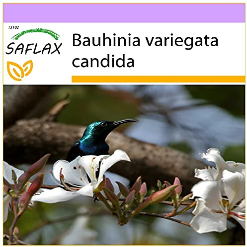 SAFLAX - Árbol orquídea blanca - 5 semillas - Bauhinia variegata candida