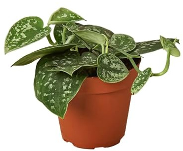 Scindapsus Natural Planta Exótica de Interior con Hojas Colgantes y Fácil Mantenimiento
