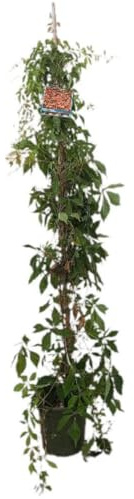 Planta natural Parra Virgen Parthenocissus quinquefolia, 150 cm. Enredadera de hojas verdes que se tornan rojas en otoño, ideal para cubrir muros y cercas. Segura Garden.