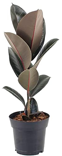 Ficus Abidjan Árbol Natural de Hojas Negras