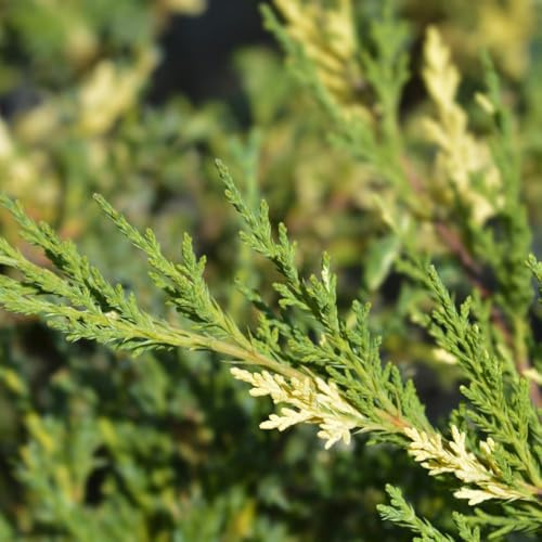 Juniperus pfitzeriana 'White Splash' – Medium-Sized Evergreen Conifer with Blue-Green Foliage and Creamy White Highlights, Low-Maintenance Groundcover Shrub, 1X 3 Litre Pot by Thompson and Morgan
