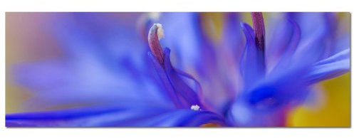 PANORAMA BILD in 150x50cm (Flieder Orchidee Lavendelfarbe) TOP Bilder! Wandbild xxl günstig & modern ART PRINT Wandbilder Bilder EXKLUSIVES Fotowandbild auf Leinwand und Keilrahmen Bild Leinwandbild Fotodruck modern Zeitlos Stilvoll wie ein Gemälde Ausführung schöner Kunstdruck auf echter Leinwand als Wandbild mit Rahmen. Preiswerter als Ölbild Gemälde Foto Poster Plakat mit Bilderrahmen.