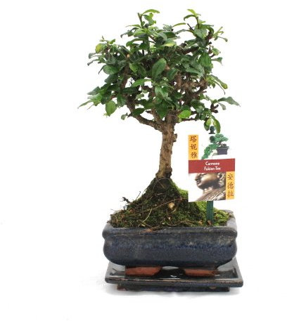 Exotenherz - Bonsai Fukientee - Carmona microphylla - ca. 6 Jahre - Kugelform