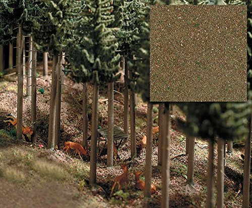 Conifrous Forest Ground