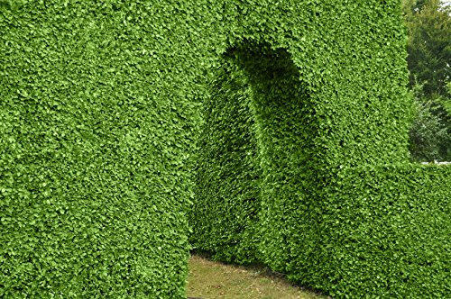 Rotbuche im Container 100 - 125 cm