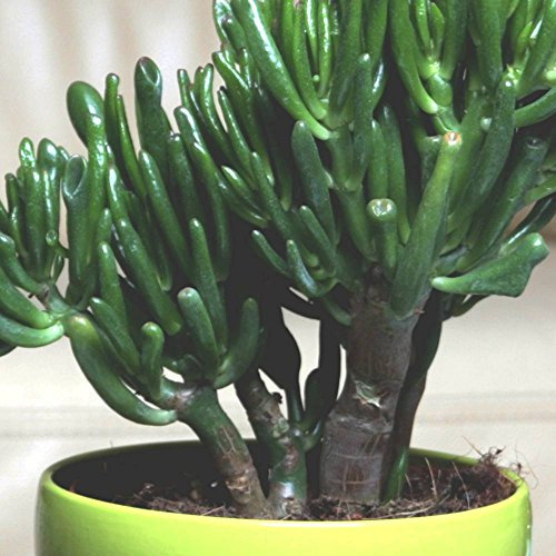 Dinero planta Crassula ovata Gollum