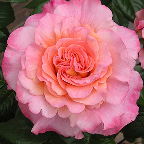 Rachel - 5.5lt Potted Hybrid Tea Garden Rose Bush - Peachy/Pink Blooms - Strong Fragrance
