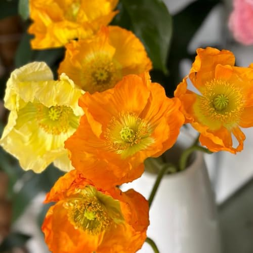 klatschmohnsamen, gartendeko für draußen klatschmohn, winterharte garten für sonnige plätze, schattenpflanzen bio blumenbeet 250pcs