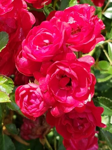 Rosa 'The Fairy Rood' / Rosier Couvre-sol 'Fairy Rood' / Ecomotte