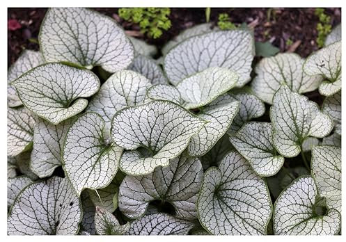 1 x Brunnera macrophylla 'Jack Frost‘ im 1 Liter Topf (Winterhart/Stauden/Staude/Mehrjährig/Bodendecker) Kaukasus Vergissmeinnicht - tolle Blattschmuckstaude - absolut Pflegeleicht - von Stauden Gänge
