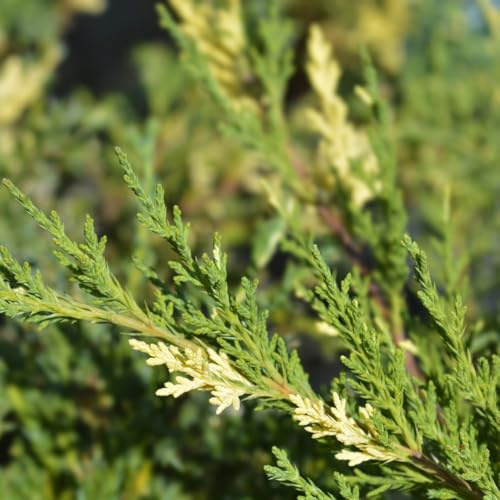 Juniperus Pfitzeriana Gold Star Golden-Yellow Spreading Conifer for Weed-Suppressing Groundcover 1x 3 Litre Pot by Thompson and Morgan