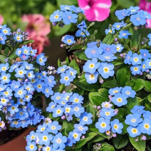 vergissmeinnicht - topfpflanzen draußen winterhart, frühlingsblume vergissmeinnichtsamen winterharte garten, gartenblumen wiesensaatgut schattenpflanzen 800samen