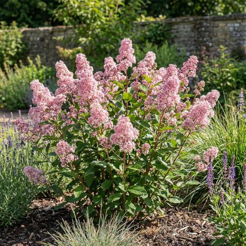 Bloomique - Ceanothus Delilianus Perle Rose - Lila americana - Plantas de jardín - Resistente - Perenne - 60-80 cm de altura - Maceta de 23 cm