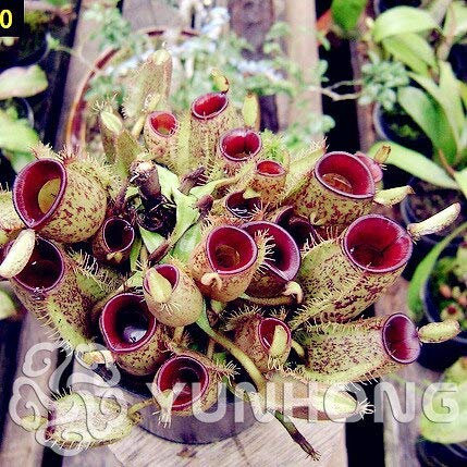 2: Heißer Verkauf, 50 Stücke Tropische Kannenpflanze Riesen Nepenthes Samen Kraut Fleischfressende Pflanzen, Gartendekoration Bonsai Blumensamen
