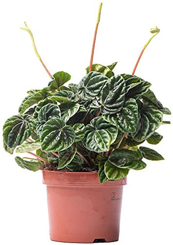 Pépéromia Lilian - Plante Radiateur | Plante d'intérieur Maison Bureau (15-25 cm pot inclus)