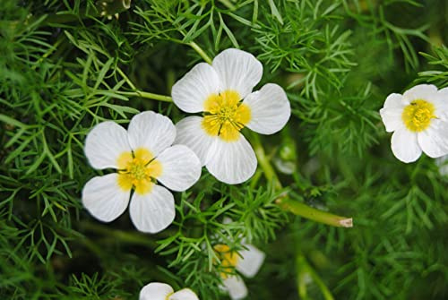 Ranunculus aquatilis ca. 9x9 cm Topf - Wasserhahnenfuß, weiße Blüten, ideal für Teiche und Wasserlandschaften, pflegeleicht, bienenfreundlich
