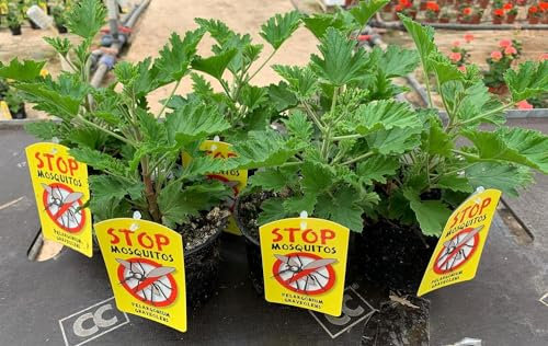Planta Antimosquitos-Citronella-Pack 3 Plantas - Geranio (Pelargonium Graveolens)-Planta Aromática-Planta Natural- 14 cm ø - CITRONELLA SP 15