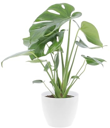 KENTIS - Monstera Deliciosa Pianta Vera da Interno - Piante da Appartamento - H 40-50 cm Vaso Ø 14cm