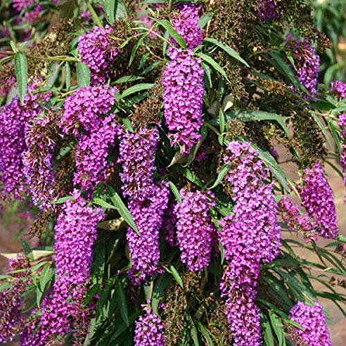 Schmetterlingsstrauch 'Nanho Purple' - Buddleja Davidii 'Nanho Purple' - 40-60 cm Topf: Lila Schmetterlingsblüten