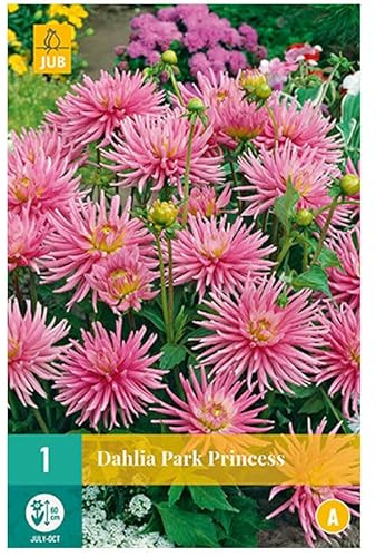 Jub - 1 bulbe Dahlia Park Princess