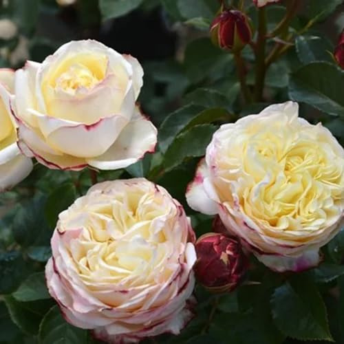 rosal semillas de de balcón rosas trepadoras jardín semillas pradera primavera, resistentes en macetas silvestres sombra resistentes en 100semillas