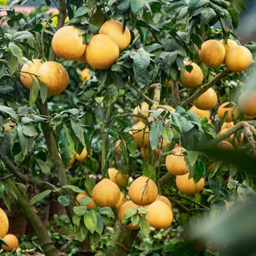 Pomelo zwergobstbäume deko büro säulenobstbäume obstpflanzen biosaatgut pflanztöpfe balkongarten dachbegrünung topfpflanzen draußen winterhart winterharte kübelpflanzen spalierobst 200samen