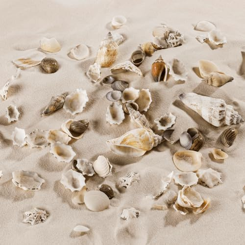 Deco Woerner Muschel- und Schneckenmix 1 Eimer á 2000g Natur Deko-Muscheln Streudeko Naturdekorationen Maritimedeko Sommerdeko