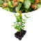 Happy Plants Fagus sylvatica Rotbuche 6 Stück I 40 cm x ⌀9 cm, ideal als Gartenhecke, Heckenpflanze Gartenpflanze Buchenhecke Buche Pflanze Grünpflanze Hecke, frisch aus unserer Gärtnerei