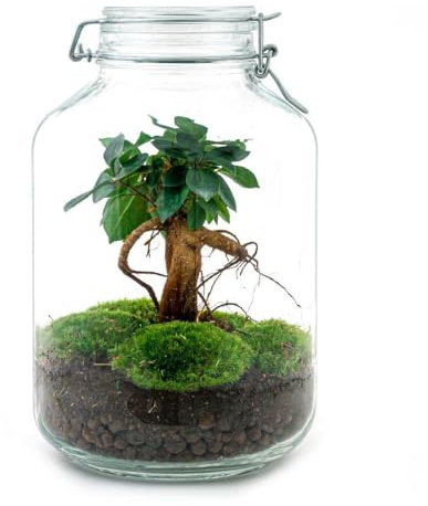 Flaschengarten Mason Jar DIY-Pflanzenterrarium mit Ficus Ginseng Bonsai
