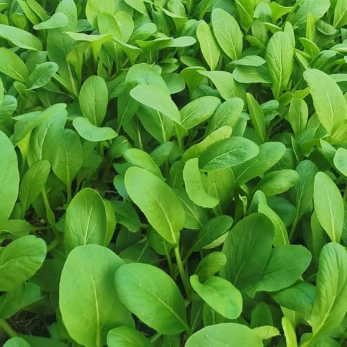 Semillas de pak choi - interior col mostaza china raras en balcón invernadero interior exóticas decoración sala estar 100pcs