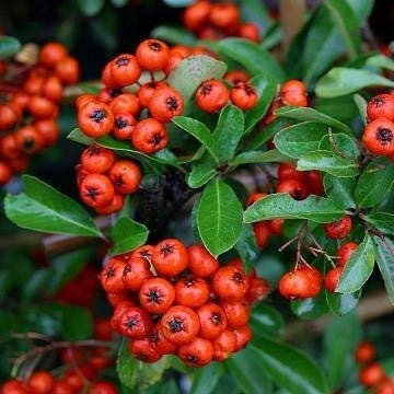 100 semi di Pyracantha coccinea - Firethorn