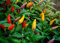 Home Garden - Mélange de variété de piments forts - pour la culture en intérieur et en balcon - graines
