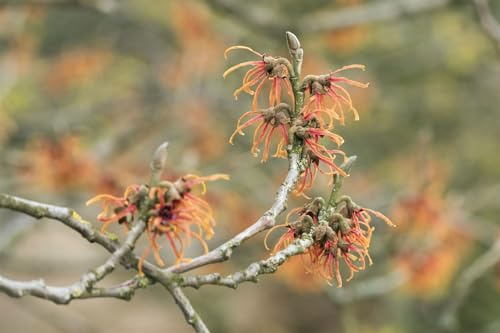 Hamamelis x intermedia 'Jelena' 12 cm Topf – Winterhart, Mehrjährig, Pflegeleicht – Zaubernuss – Zierstrauch für Garten & Beet