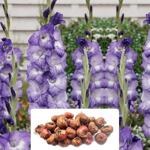 25 Gladiolus Large-Flowering Blue Bulbs – Stunning Royal Cut Flowers – Perennial & Summer Blooming – Perfect for UK Gardens & Climate Conditions – Long-Lasting Garden Beauties