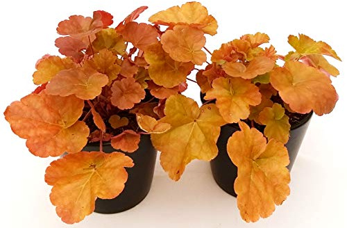 POWERS TO FLOWERS - HEUCHERA ARANCIO, 2 PIANTE, piante vere