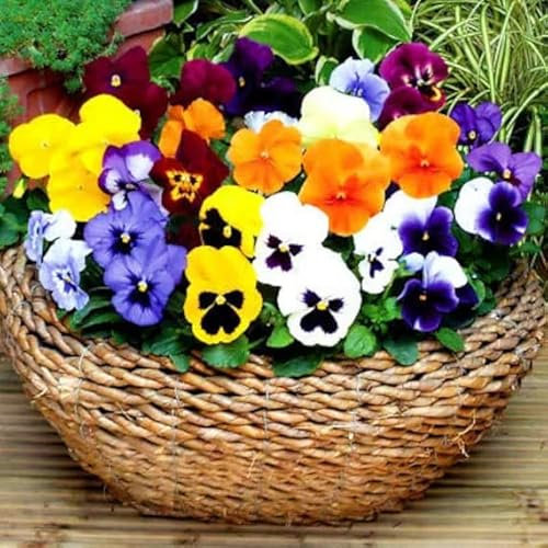 Winter Flowering Pansy 100 Seeds + Freebie + Plant tag Viola wittrockiana hiemalis