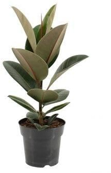 Fresh Plants Zimmerpflanzen -Ficus elastica ‘Robusta’ - Topf Ø 17 cm - Höhe ca. 55 cm