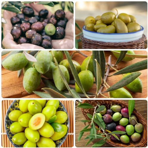 oliven baum - olivenbaum - winterharte kübelpflanzen olive deko, balkonpflanzen winterhart zimmerpflanzen säulenobst 15samen