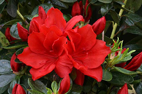Portal Cool Japanische Azalee Santa Maria In 9cm Topf Il Bonsai Thema Evergreen