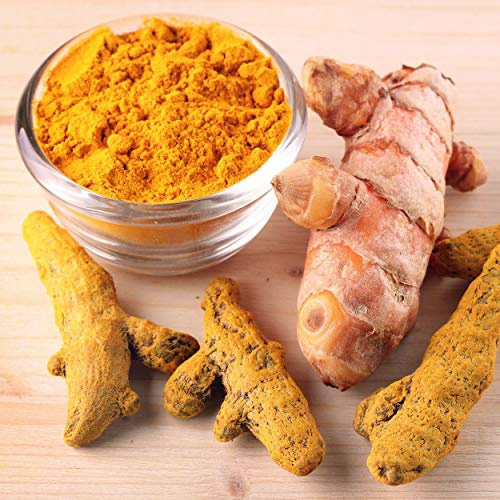 Radici di curcuma secca di Spacetouch Radici di curcuma ayurvedica Radici di Haldi alle erbe radici di curcuma 300 grammi
