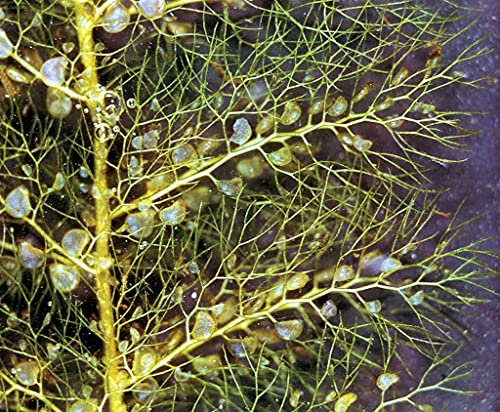 Aamish 10pcs plante carnivore aquatique vésiculaire