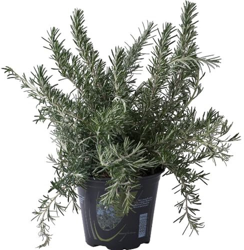 Pianta di ROSMARINO OFFICINALIS PROSTRATO rosmarino strisciante vaso14 FOTO REALE AMDGarden