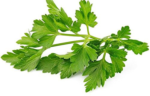 Graines d'herbes de cerfeuil d'hiver Persil français Heirloom Garden Wholesale Paquet de 100 graines