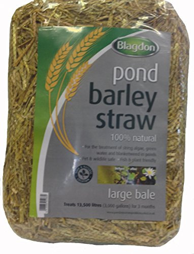 Blagdon Pond Barley Straw Bale, Large, Clears Algae, Green Water and Blanketweed, Natural, for Ponds up to 13,500 Litres