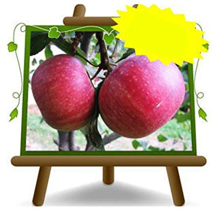 EURO PLANTS VIVAI Melo Annurca – Pianta da Frutto Antico su Vaso ø 24/26 cm - Altezza 170~200 cm- Età 4 Anni