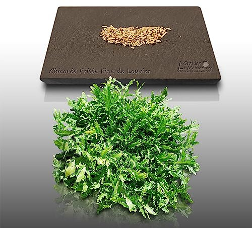 250 graines à semer - Le Grenier d'Abondance - CHICOREE FRISEE Fine de Louviers - Cichorium