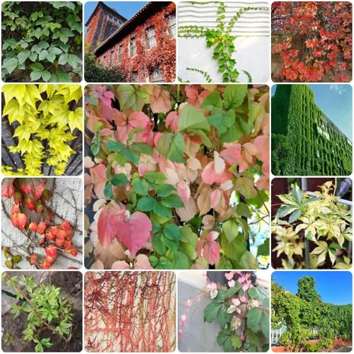 Semi di rampicanti selvatiche - rampicanti a crescita rapida Semi di vite selvatica resistente al freddo, da balcone rampicanti rampicanti resistenti 400pcs