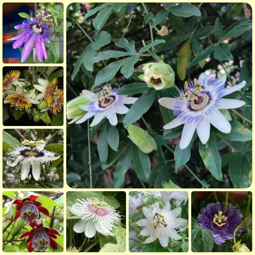 Passionsblume, schnellwachsende kletterpflanzen Passiflora caerulea, exotische kletterpflanzen winterharte für balkon 200Samen
