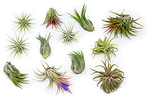Air Plant Shop 12 Pack Assorted Ionantha Air Plants - Wholesale and Bulk - Succulents - Live Tillandsia - Easy Care Indoor and Outdoor House Plants